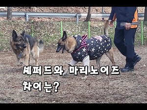 저먼 셰퍼드와 벨지안 마리노이즈, 차이를 아시나요? 강아지 [해피펫 happypet]