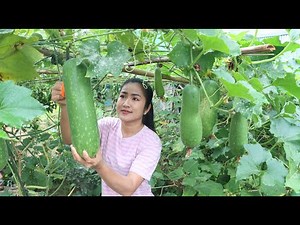 Winter melon in vegetable garden is big enough for cooking - Cooking with Sreypov