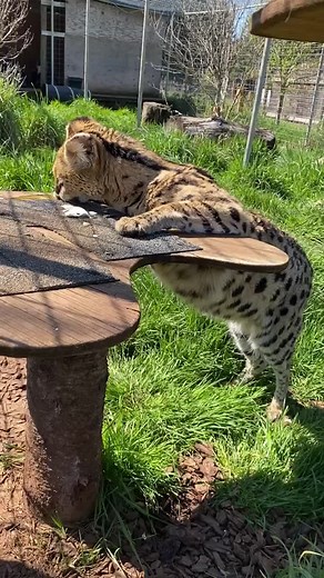 Rasta has the cutest belly 🥺 #MoodBoost #catsoftiktok #animalsanctuary #fyp #foryou