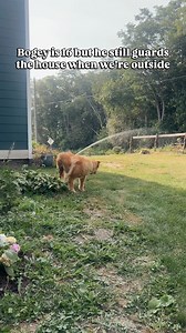 3.7K views · 650 reactions | I’ve never met a more stubborn, protective, intuitive, dog than Bogey. I think he understands more of the English language than I do. In fact, I think there’s a human inside of there and I might have to ask for a retest for his DNA. | Feral to Forever | Facebook