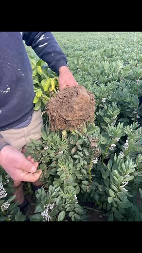 BULK FABA BEAN SHIPMENT 🫘 A huge thank you to everyone involved in the successful trial shipment of 4200 tonnes of Faba beans! This milestone is a testament to the hard work and collaboration of our incredible team over the past three years. We’re especially proud of building this new supply chain, utilising Berth 2 at Esperance Port and the innovative Qube rotorbox system. This achievement opens exciting new opportunities and reinforces our commitment to efficient and sustainable agricultural 
