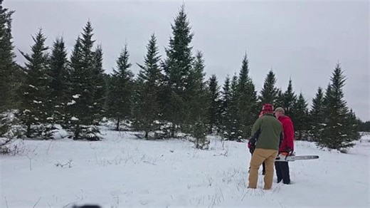 Tree Time!! Helping at the family choose and cut tree farm! Tom’s driving a tractor!