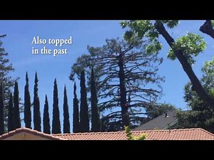 How to DESTROY a REDWOOD TREE