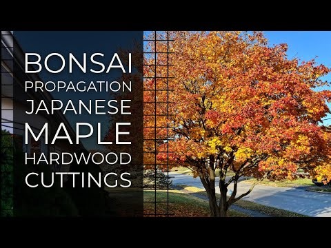 Japanese Maple hardwood cutting propagation step by step for bonsai