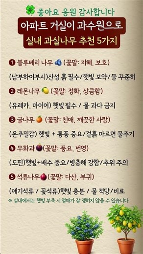 아파트 거실을 과수원으로 만드는 실내 과실나무 5가지#과실나무 #화분재배 #베란다정원 #실내식물#식목일