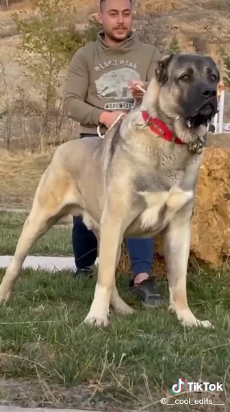 Tibetan Mastiff VS Kangal