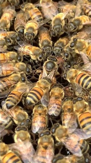 Queen Bee Egg Laying Process #beekeeping #honeybees #beekeeper #beelife