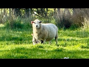 Farm Walk n Talk: Happy Friday in the Aussie Countryside! 🚜🐦
