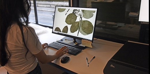 Colonialism has shaped scientific plant collections around the world – here’s why that matters