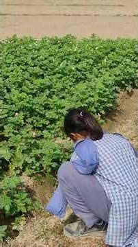 💯class 8 science chapter 1 crops production and its management rabi crops #ytvedio #science वीडियो