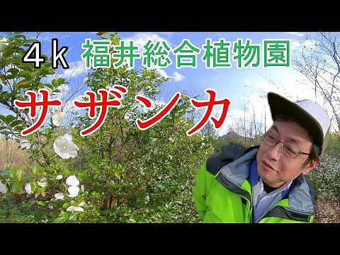松本園長の解説 サザンカ（山茶花）、ツバキ（椿） 12月その1 福井県越前町立福井総合植物園プラントピア【4k】Camellia sasanqua
