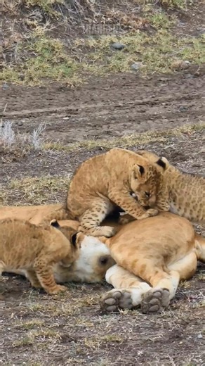 Look at these spotty lion cubs trying to drink!! Seen in Ol Pejeta Conservancy, Kenya The reservations team at Zebra Plains Collection can help you plan your safari tour across kenya when also staying at one of the Zebra Plains camps in the Maasai Mara. You can get in touch at: reservations@zebraplainsmara.com Or WhatsApp on 254790789122 Download our brochures to learn more about the camps: www.zebraplainscollection.com/brochures | Rob The Ranger Wildlife Videos