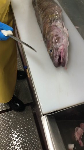 Cusk > basically any other whitefish #fyp #fishtok #seafood #cusk #fish