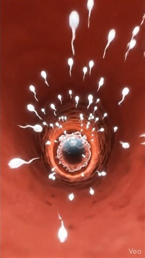 how sperm travel through the female reproductive system and where fertilization#aishorts #shorts #ai