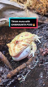 Tiktok muna kayo with GAMABUNTA POGI🔥 baka Namimis nyo na e🤣 #theexoshortofficial #theexoshort #gamabunta #pacmanfrogs #thankyoumgakaexo | The ExoShort Official