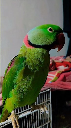 indian ringneck parrot #talkingparot #parrot #ytviral #birds #nonstoptalkingparrot ‪@kiwigreen‬