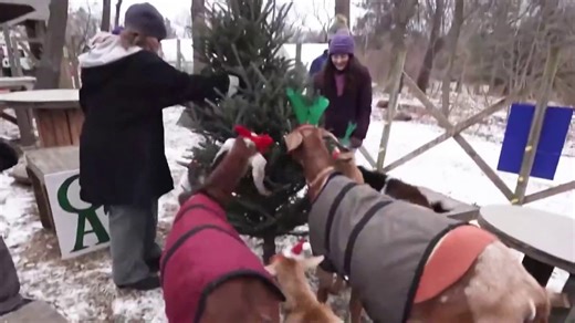 Farms collecting old Christmas trees to feed goats