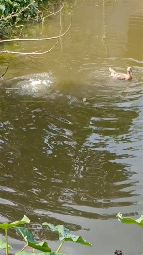 14 comments | The ducks are eating food from under the water. #duck #ducks #eating #food #water | Animals XYZ | Facebook