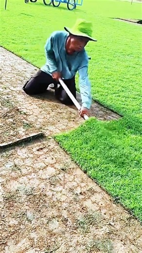 Cutting rectangular sections of grass turf and lifting/rolling the pieces