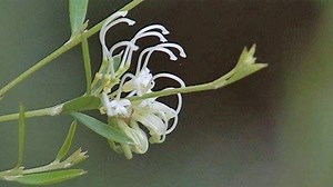 Winter Flowering Natives - Gardening Australia