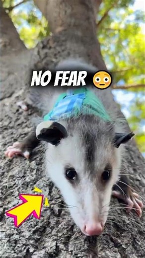 This Opossum Eats With Chopsticks?