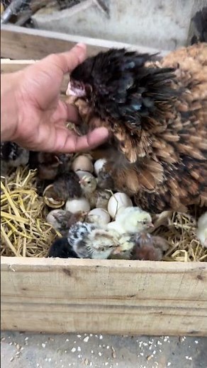 Wonderful Result - young hen hatched her eggs successfully