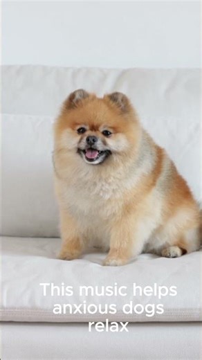 This sound can relax any anxious dog