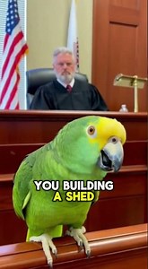 PARROT Roasts Judge: "Are You Trying to Be Batman's Grandmother?!" 🦜⚖️😂