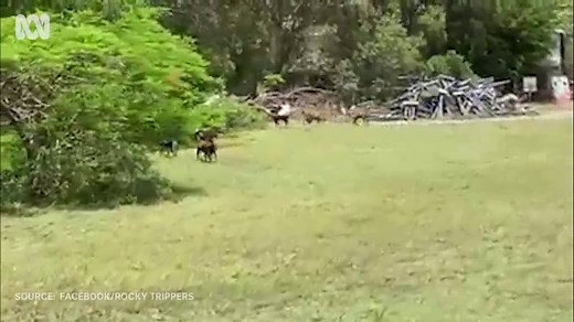 Woppa-Great Keppel Island 'decimated' by feral goat population explosion