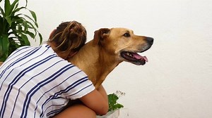 Woman hugging a dog  - Free Stock Video Footage | Coverr