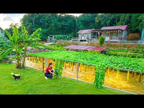 DIY Strong Trellis for Gourds & Squash Using Welded Iron Frame | Step-by-Step Build