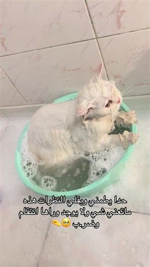 #ام_سيف_قط_سيف #cat #fyp رابط دعم سيف بالبايو الدعم اختياري ومحبة 🤍✅#حملةتوصيلـامسيف200k🥹🤍