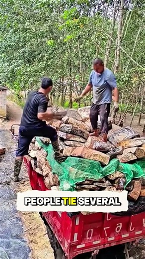 Why Rubber Farmers Put Big Rubber Blocks Into the River