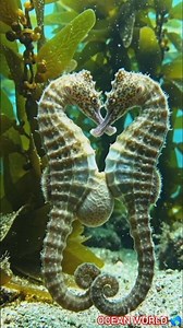 The Incredible Seahorse Life Cycle.#Seahorse #Shorts #Wildlife #facts #oceanlife