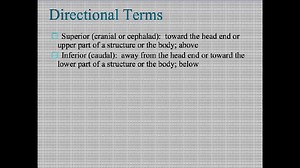 A&P Video 1 - Anatomical Language