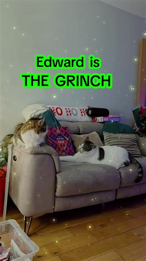Edward a.k.a. The Grinch 🎄 #grinch #thegrinch #cattok #grumpycat #edinburgh
