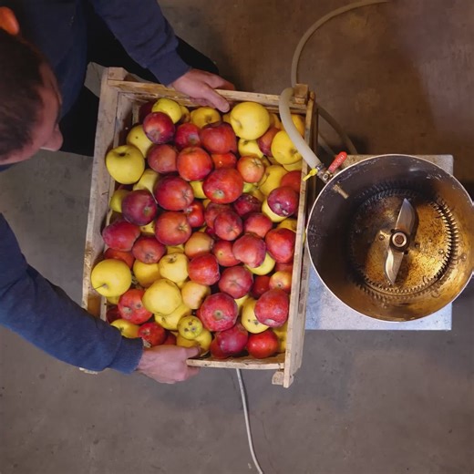 19K views · 19 reactions | Follow This Amazing Process to Make Liquor from Freshly Picked Fruit | 5-Minute Crafts SHORTS | Facebook