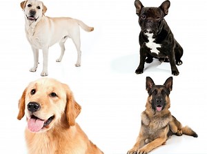 This breed has been top dog in U.S. for 31 years, AKC says