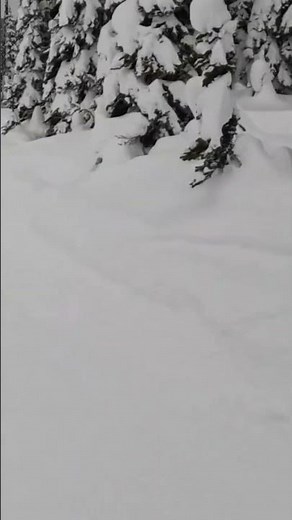 Skiing among the Trees