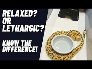LETHARGIC vs RELAXED (reading snake body language)