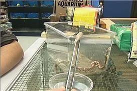Watch Feeding Sand Boas on Amazon Live