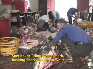 World's Biggest Shark Slaughter Exposed via Undercover Video Investigation | The Inertia