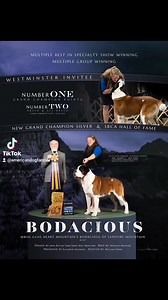 20 reactions | BODACIOUS MBISS GCHS Heart Mountain's Bodacious of Sapphire Mountain BCAT #1 SAINT BERNARD GCH POINTS #2 SAINT BERNARD (breed, all breed) MULTI BEST IN SPECIALTY MULTI GROUP WINNING SBCA HALL OF FAME NEW GCH SILVER #ADF #AKC #stbernard #saintbernard #workingdog | American Dog Fancier | Facebook
