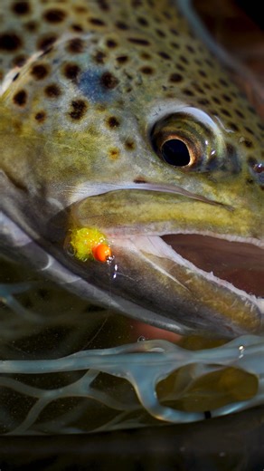 Ventures Fly Co on Instagram: "The dry-dropper might just be the world’s most versatile fly fishing rig. 🔥 It works on basically any river, for trout, bass, and almost any fish that swims (except musky — they only eat streamers the size of your leg). The dry-dropper lets you fish a dry fly AND a nymph at the same time, effectively doubling your chances of catching fish. You cover twice the water in a single cast, so the dry-dropper is an efficient way to fish, as well. This week on Untangled, y