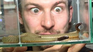 Unboxing the world’s deadliest baby snakes