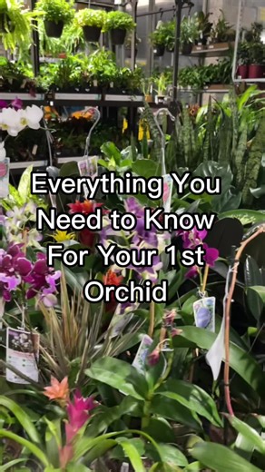 Beginner's Guide to Orchid Care: Everything You Need to Know
