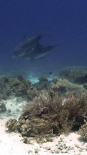 52K views · 1K reactions | Researchers have discovered that bottlenose dolphins in the Red Sea rub against corals and sponges that have medicinal properties, possibly to ward off pathogens that cause skin diseases. Learn more: https://fcld.ly/qkqtsag #ScienceReels | Science | Facebook
