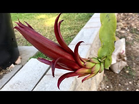 AX Red Flower Dragon Fruit Variety