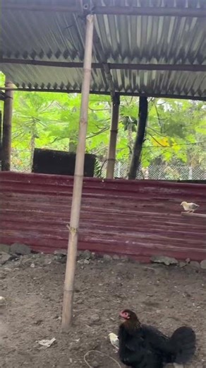Story Farm 77.Cek anakan ayam tetangga #ayam #ayamlayer #rooster #chicken #animals #fyp #viral