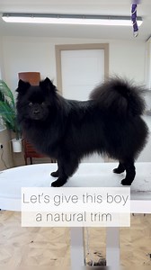 25K views · 308 reactions | Gold star if you can name the breed ⭐️Wolfie is such a handsome boy and we need to take a moment for his eyes. He had a natural trim for his Mama and looks like a shiny seal Tools used from The Coat- thecoat.co- 7 inch curved blender* 7 inch moon straights* 6.5 inch straight blenders* Incantation curves* Favourite comb* Wide lift comb | Verity Hardcastle | Facebook